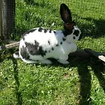 克里尔古特酒店 * Rossleithen