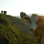 克里尔古特酒店 Rossleithen