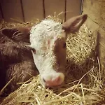 克里尔古特酒店