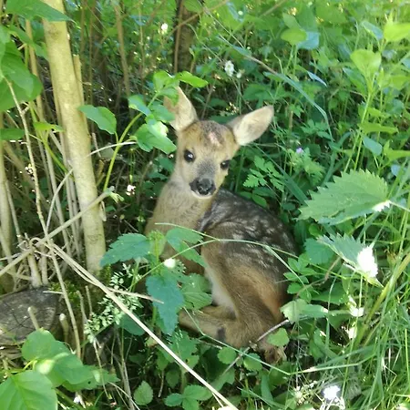 Gæstehus Kreilgut Rossleithen