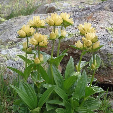 Kreilgut Gæstehus Rossleithen
