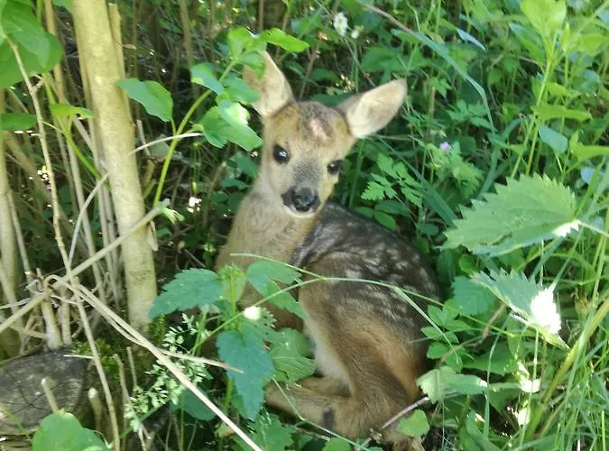 בית הארחה Kreilgut רוסליתהן