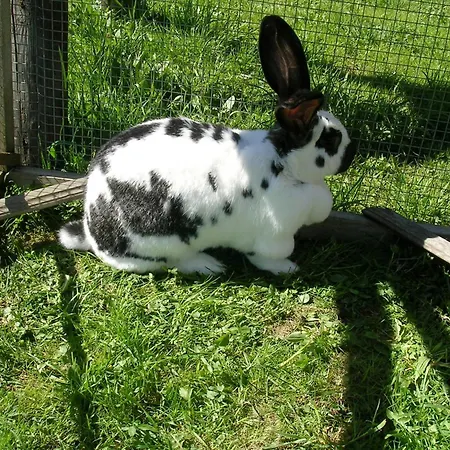 Kreilgut * Rossleithen